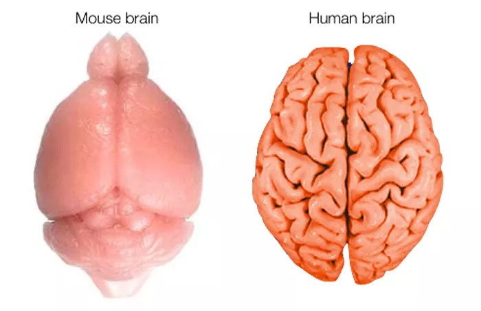Hình ảnh não chuột (bên trái) và não người.