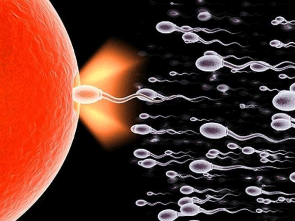 Sự phát triển của thai nhi tuần thứ 1 – bắt đầu có thai