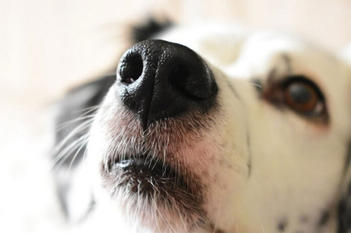 Khi chó tỉnh dậy, chúng thường liếm mũi và khiến chúng trở nên mát hơn và ẩm ướt.