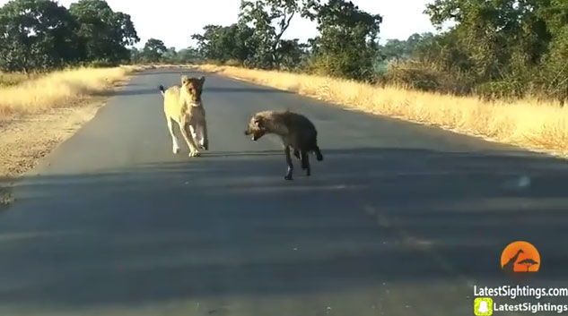 Linh cẩu bị sư tử mẹ cắn gẫy chân vì dám tấn công sư tử con.
